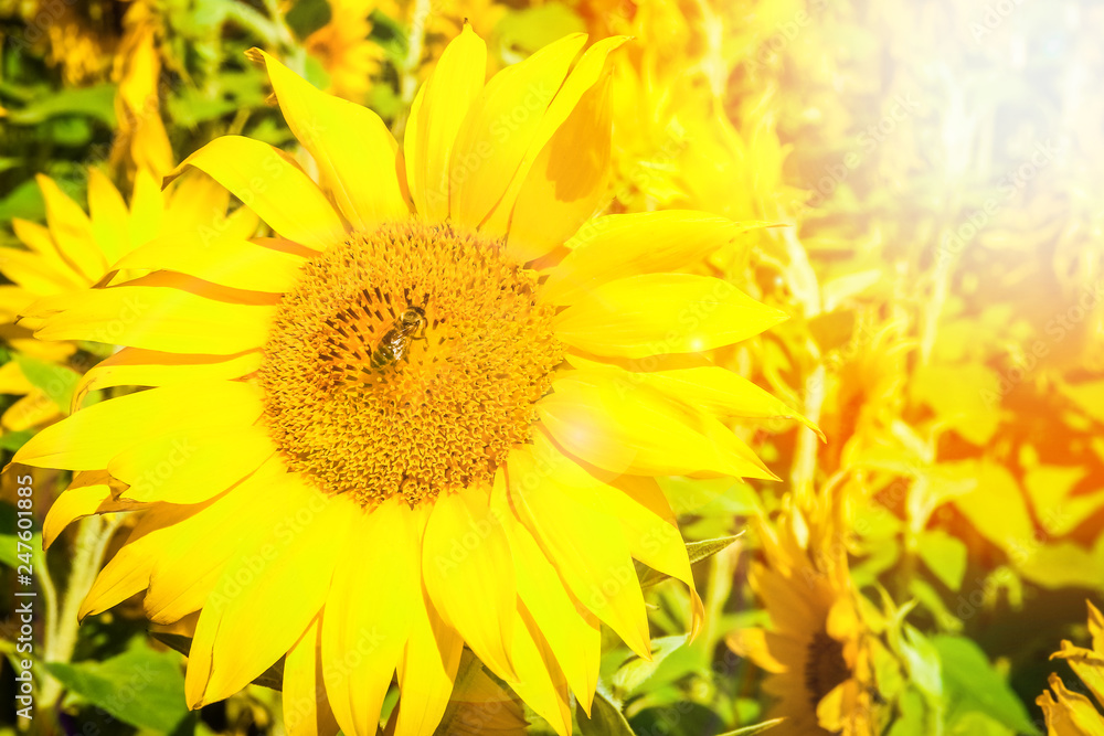 a field of blooming sunflowers against a colorful sky a field of blooming sunflowers against a colorful sky