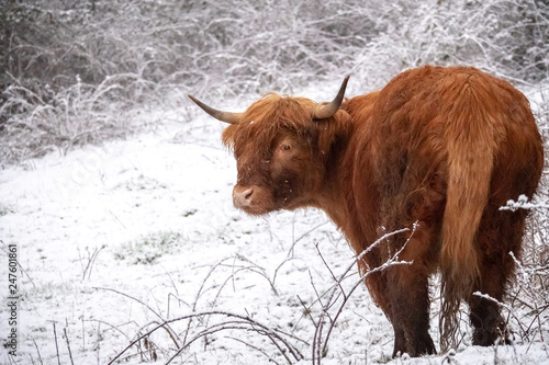 snowy highland cow