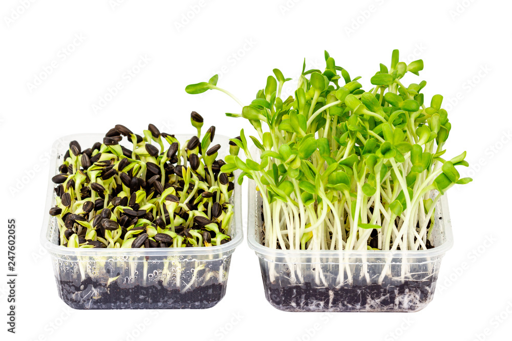 Sunflower seeding in a small plastic box. (picture with paths) Sunflower seeding in a small plastic box. (picture with paths)