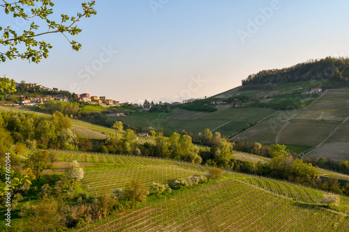 Scenic view of vineyard hills with a village at the top in springtime, Monforte d'Alba, Langhe, Piedmont, Italy