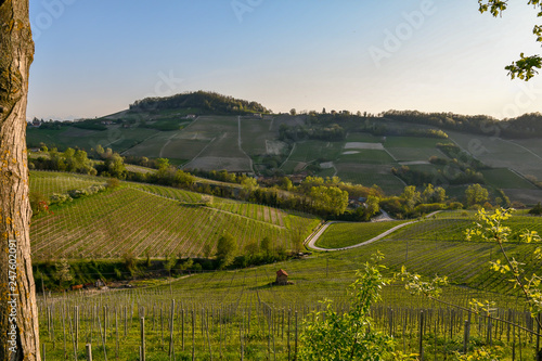 Scenic view of vineyard hills in springtime  Monforte d Alba  Langhe  Piedmont  Italy
