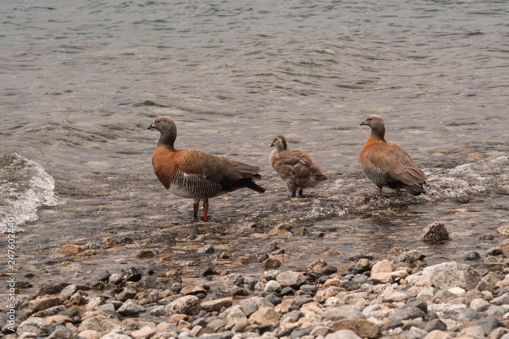 Fototapeta premium duck in the water