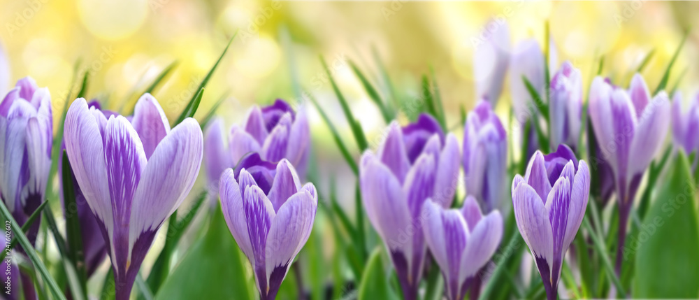 beautiful purple crocus blooming in a garden in panoramic size beautiful purple crocus blooming in a garden in panoramic size
