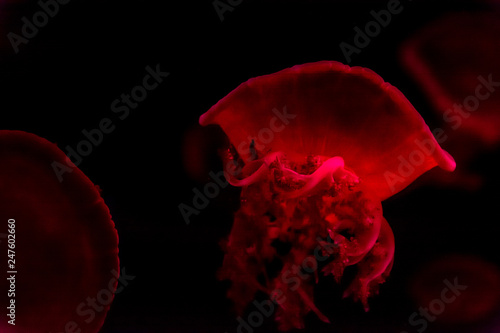 jellyfish underwater photo