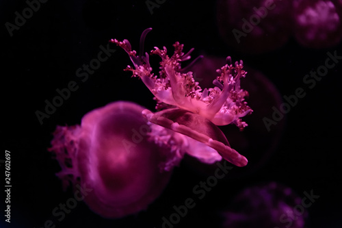 jellyfish underwater photo