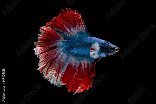 Betta fish, siamese fighting fish Half moon king of multi color beautiful closeup, betta splendens on black background
