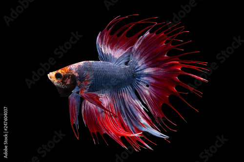 Photography Betta fish, siamese fighting fish Half moon king of multi color beautiful closeu