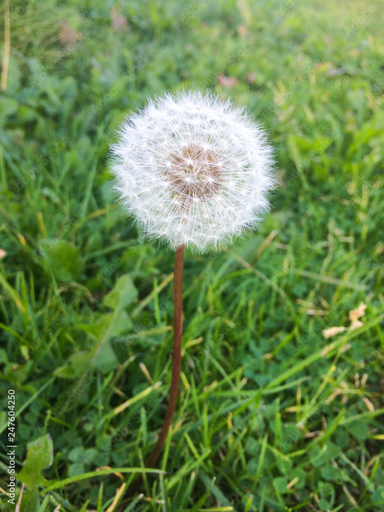 Dandelion seeds in the morning sunlight blowing away across a fresh green background Dandelion seeds in the morning sunlight blowing away across a fresh green background