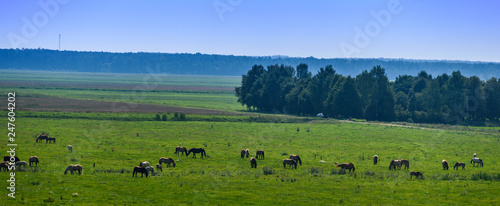Herd of horses grazing in pasture.