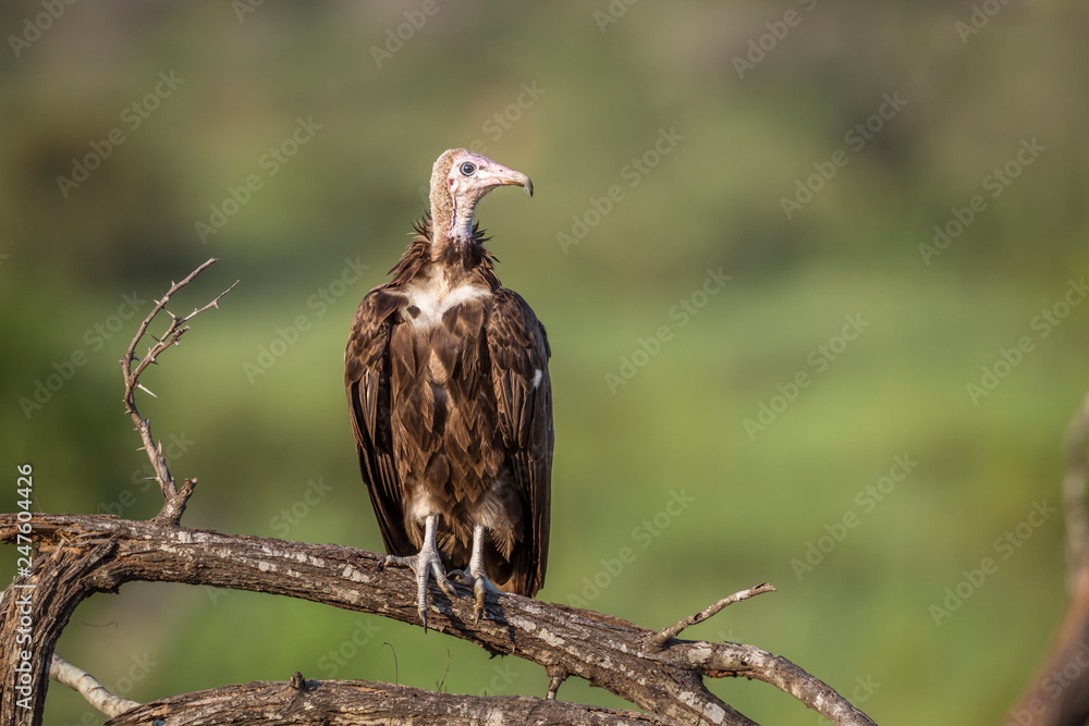 Fototapeta premium Hooded vulture isolated in blur background in Kruger National park, South Africa ; Specie family Necrosyrtes monachus of Accipitridae