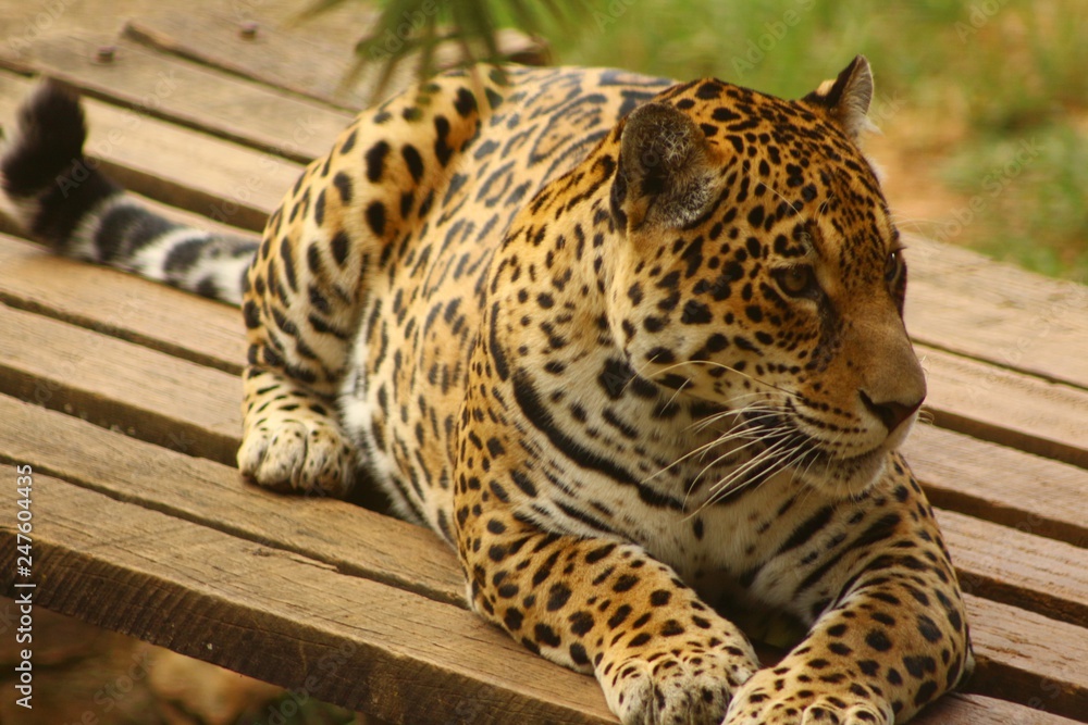 Fototapeta premium wildcat