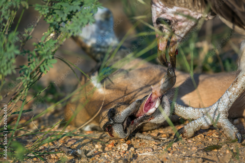 Obraz premium Hooded vulture in Kruger National park, South Africa ; Specie family Necrosyrtes monachus of Accipitridae