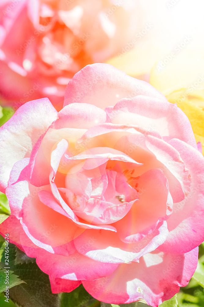 beautiful rose in a park on the nature background beautiful rose in a park on the nature background