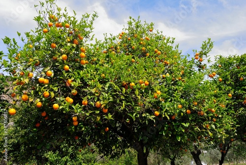 An orange tree in Turgut village of Marmaris, Turkey