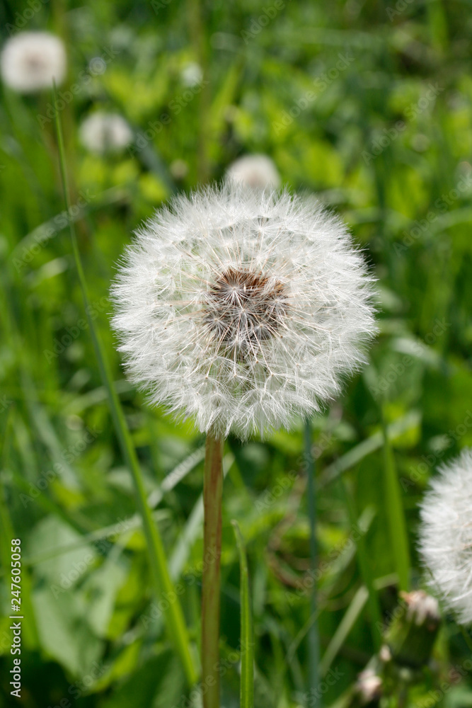 Dandelion on a background of a green grassy meadow Dandelion on a background of a green grassy meadow