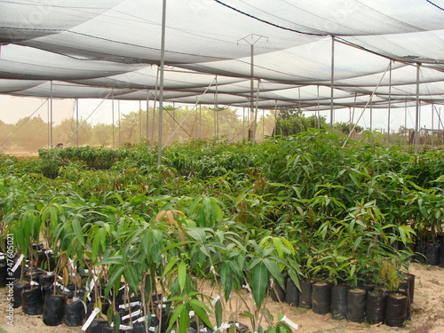 IDYLLIC AFRICAN MANGO PLANTATION