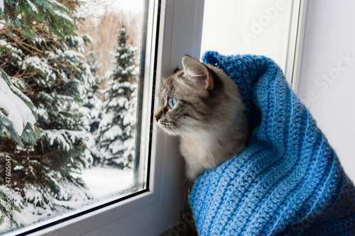 cute flaffy cat with blue eyes covered in knitted blue scarf , sitting on a window sill and watching throuth the window on snowy trees photo