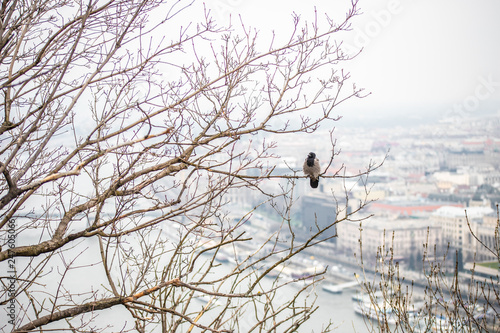 bird sits on a tree against the background of the city