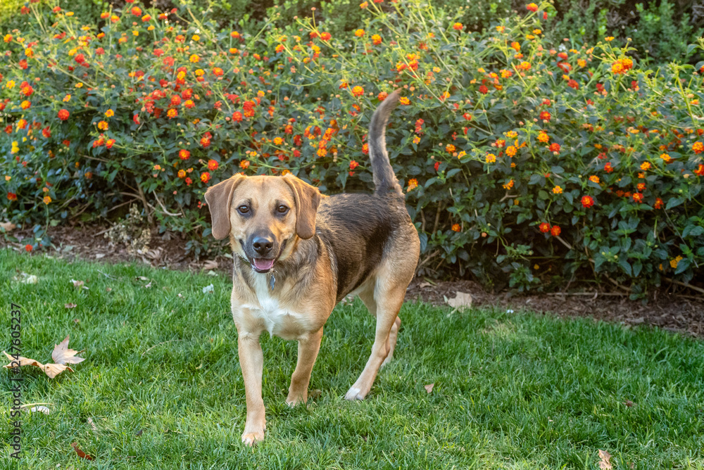 Happy beagle mix dog standing on grass  in front of orange flowering bush.