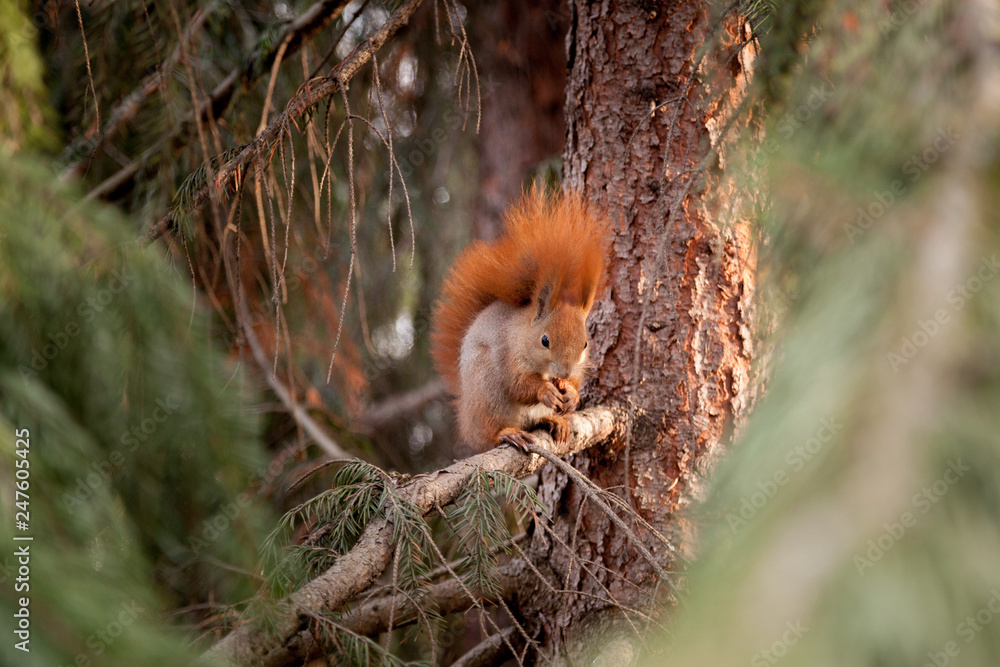 squirrel squirrel