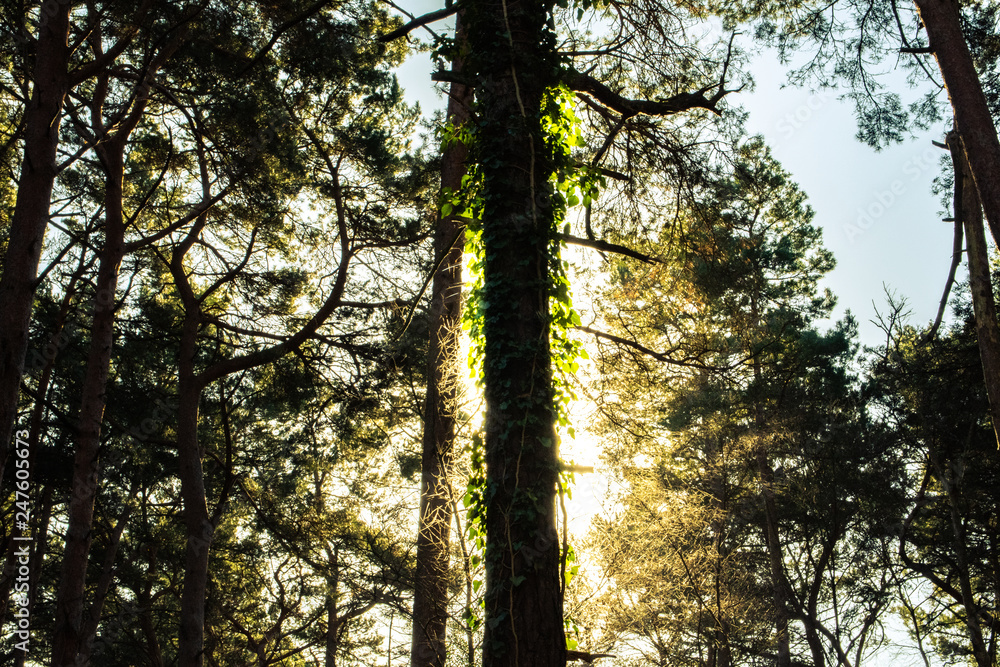 Obraz premium Dramatic Sunlight through tree