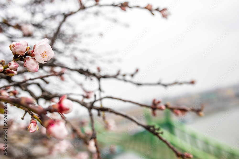 sakura buds on the background of the bridge sakura buds on the background of the bridge
