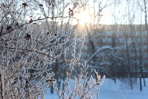 Winter branches in the sun