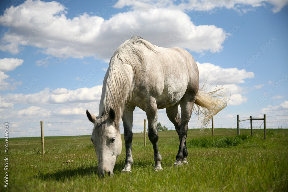 Grey Horse Portrait