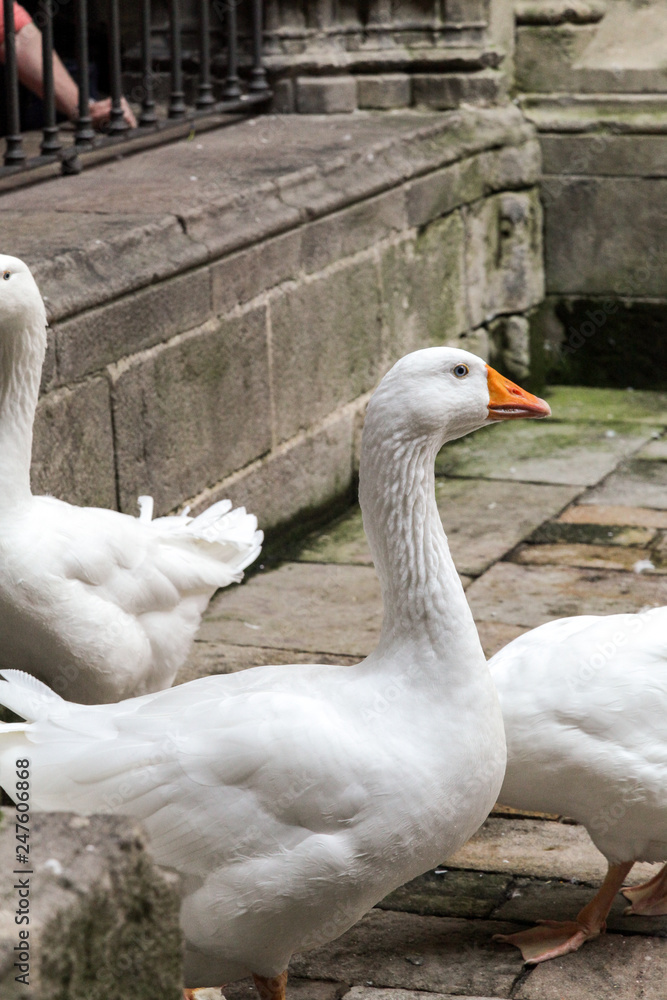 Obraz premium White geese in the Gothic Cathedral