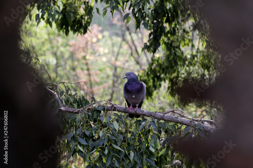 pigeon