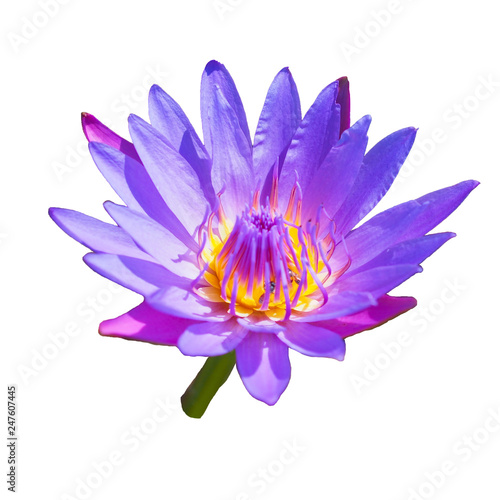 water lily flower on black background