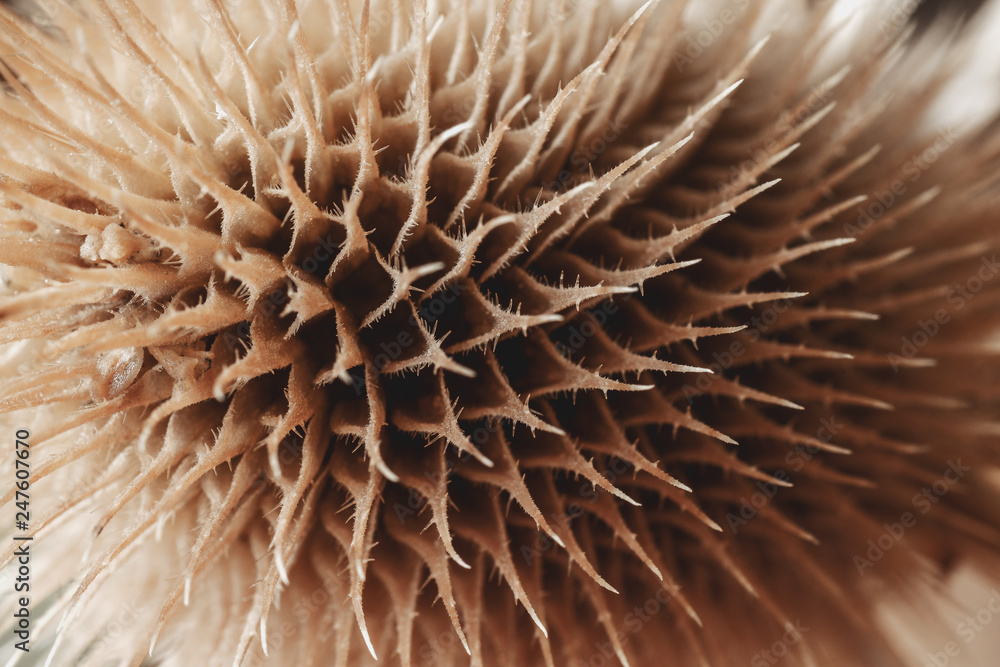 abstract image, macro shot of brown thistle abstract image, macro shot of brown thistle