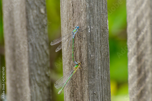 Two dragonflies on the fence