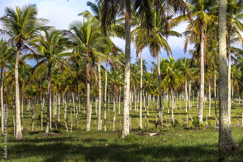 coconut tree in field on Bahia state, northeaster of Brazil