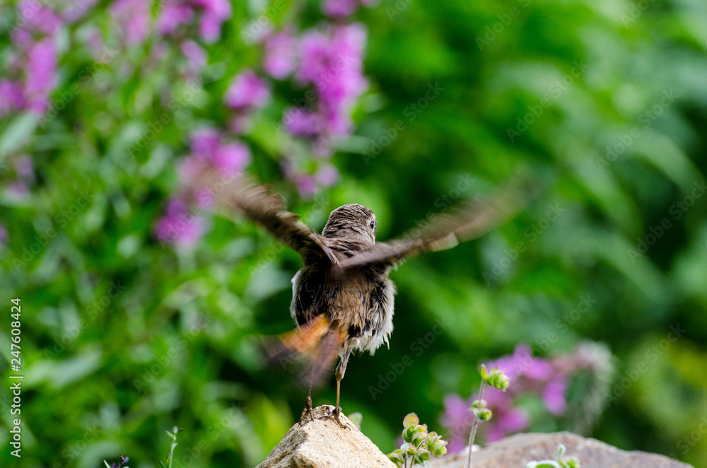 Obraz premium Bluethroat taking off