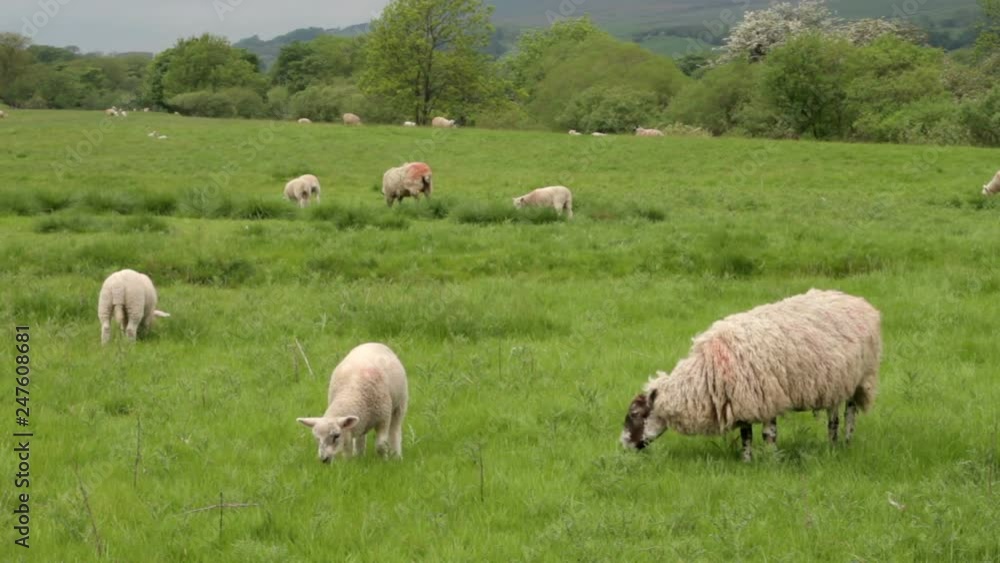 Sheep grazing, Yorkshire Dales Sheep grazing, Yorkshire Dales