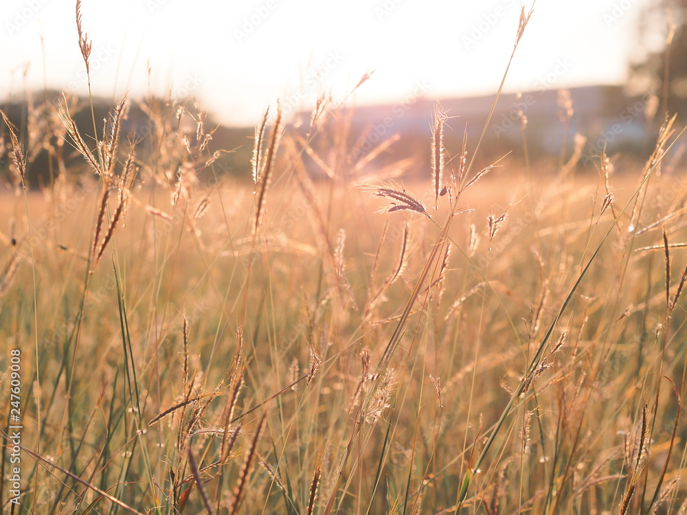 Fototapeta premium field of wheat