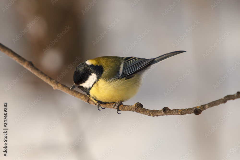 Naklejka premium A little bird chickadee/ titmouse