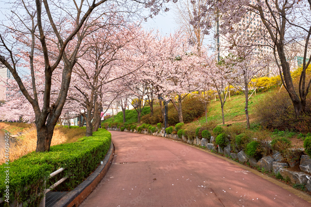 Blooming sakura cherry blossom alley in park Blooming sakura cherry blossom alley in park