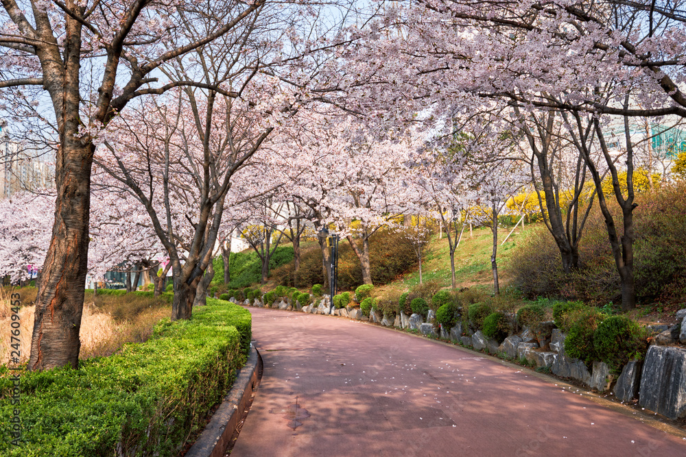 Blooming sakura cherry blossom alley in park Blooming sakura cherry blossom alley in park