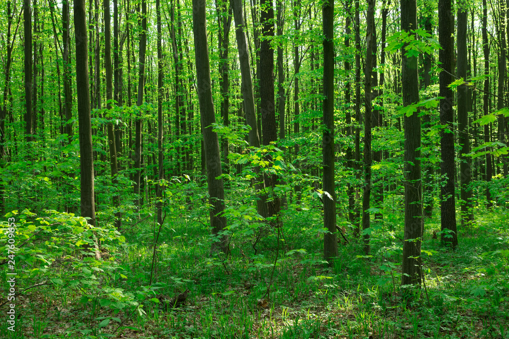 Forest trees. nature green wood sunlight backgrounds Forest trees. nature green wood sunlight backgrounds