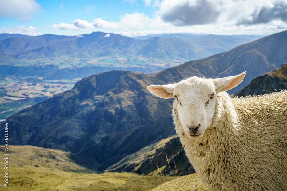 sheeps on the road to remarkables ski area, queenstown, new zealand 2