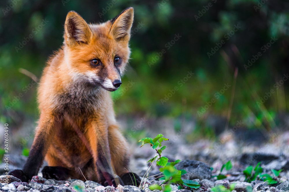 Naklejka premium cucciolo di volpe in norvegia d'estate