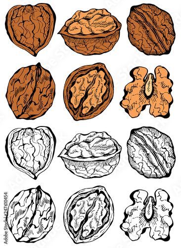 Vector illustration of ink sketch hand drawn colorful walnut plant set. Farmer market design. Vintage, retro style. Whole, half nuts seed. Healthy food, organic, Engraved.