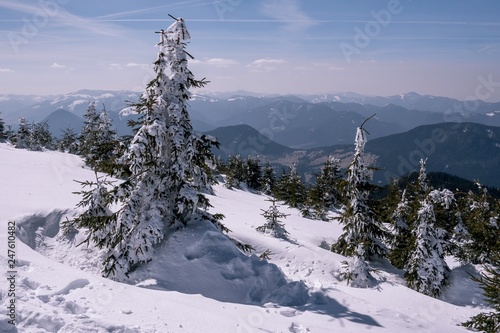 Frozen trees with ice and alps in background © Kamil