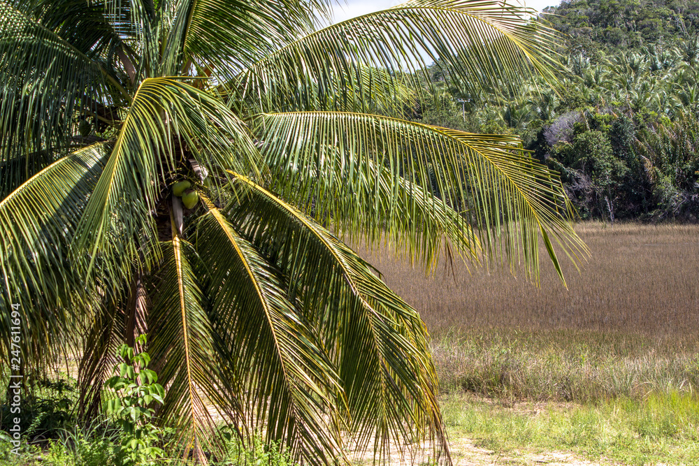 Coconut plantation in the north coast of Bahia, in the northeastern region of Brazil Coconut plantation in the north coast of Bahia, in the northeastern region of Brazil