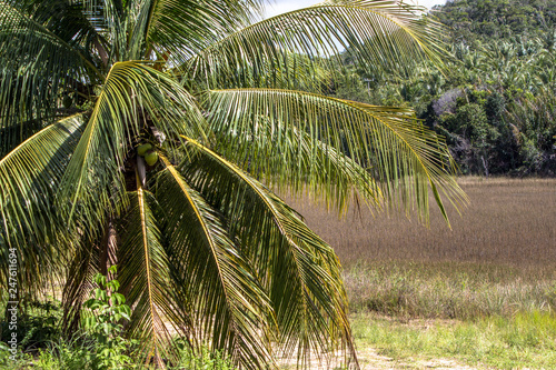 Coconut plantation in the north coast of Bahia  in the northeastern region of Brazil