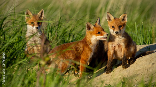 Red fox, vulpes vulpes, small young cubs near den curiously watching around. Cute little wild predators in natural environment playing. Baby animals in nature © WildMedia