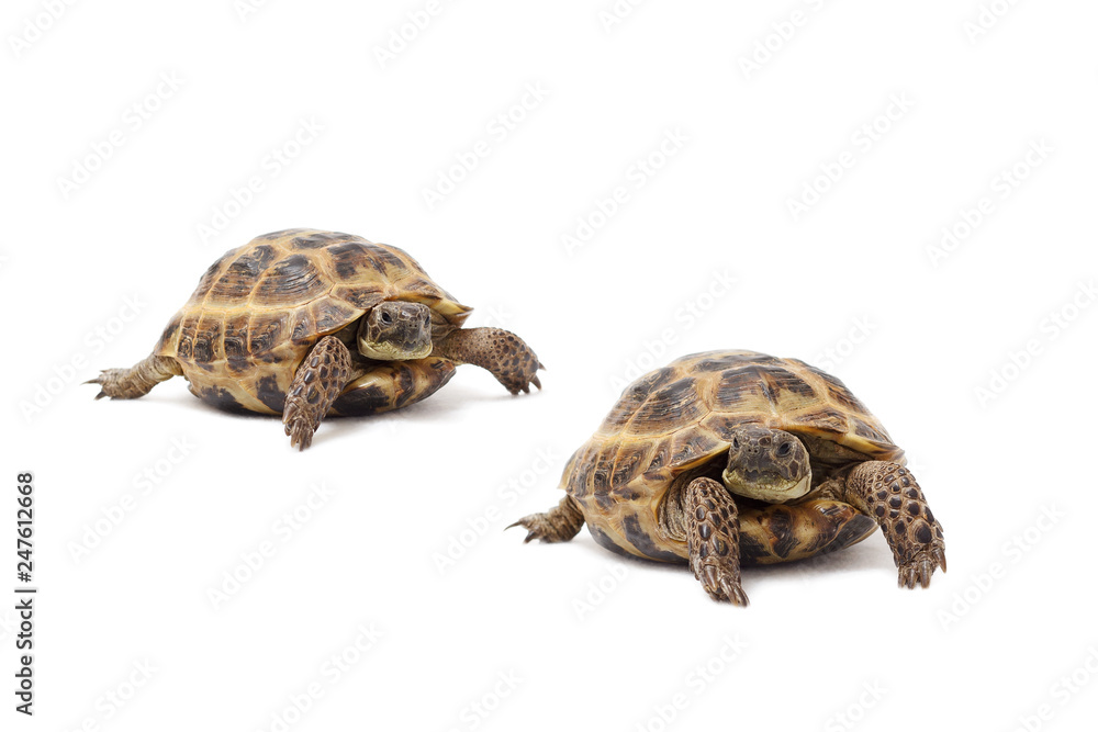 Naklejka premium Two land tortoises on a white background. Valentine's Day. Love. Couple.