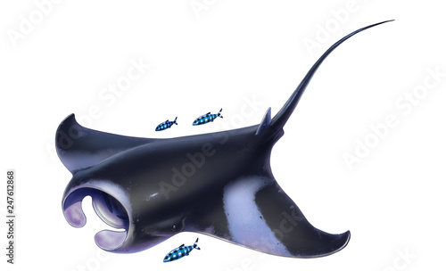 Manta floats top view on white background. Manta isolated on white background. Giant sea devil.
